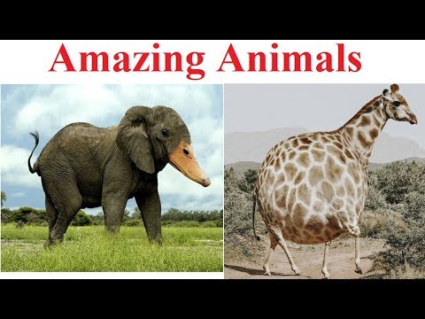 Ảnh chế động vật  Amazing Animals  Photoshop Animal  video hài   zuinhecom
